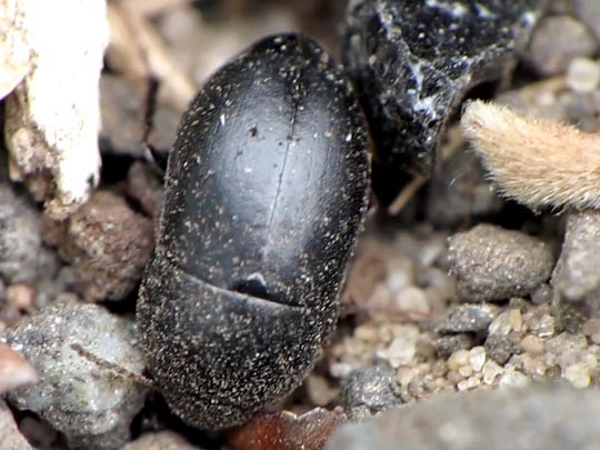 Crypticus quisquilius