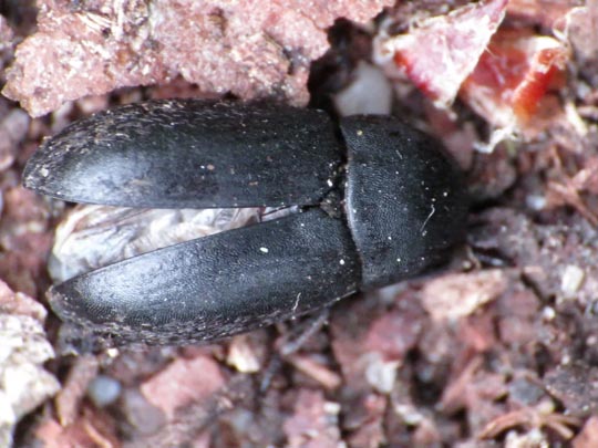 Crypticus quisquilius