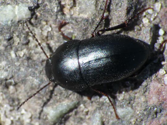 Crypticus quisquilius