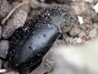 Crypticus quisquilius