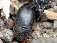 Crypticus quisquilius