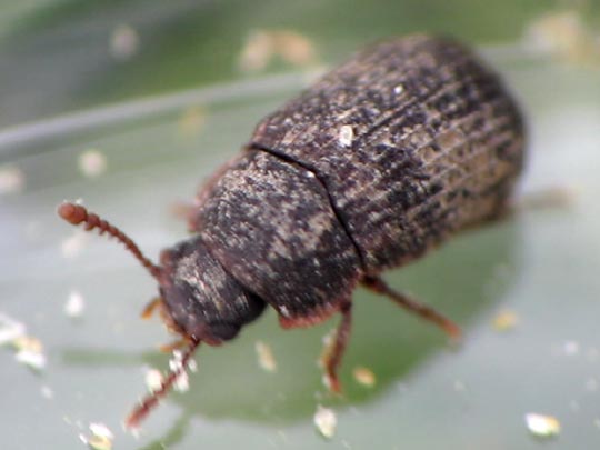 Eledona agricola