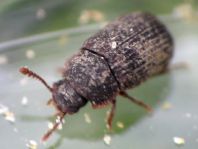 Eledona agricola