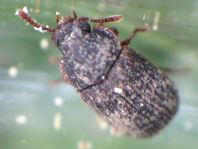 Eledona agricola
