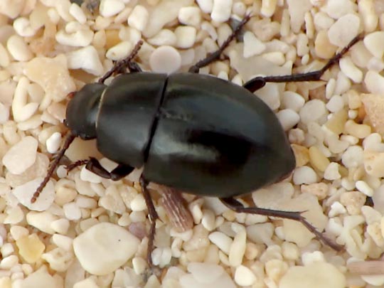 Schwarzkäfer, Tenebrionidae