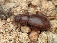 Schwarzkäfer, Tenebrionidae