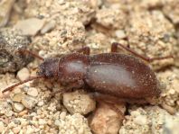 Schwarzkäfer, Tenebrionidae