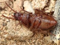 Schwarzkäfer, Tenebrionidae
