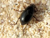 Schwarzkäfer, Tenebrionidae