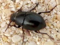 Schwarzkäfer, Tenebrionidae