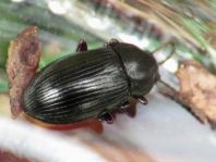 Nalassus dermestoides