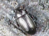 Nalassus dermestoides
