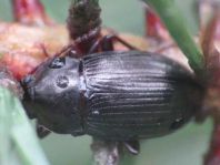 Nalassus dermestoides