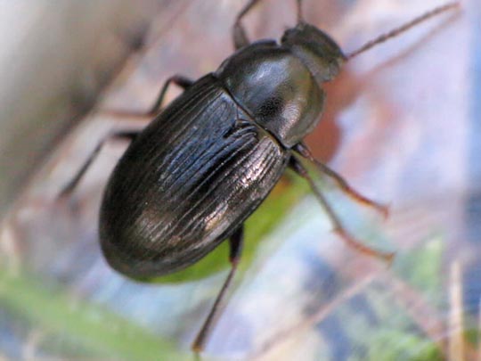 Nalassus dermestoides