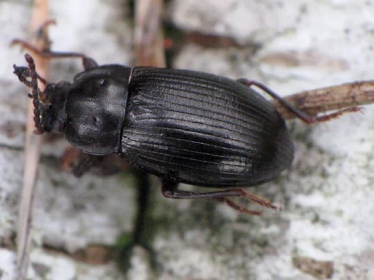 Nalassus dermestoides