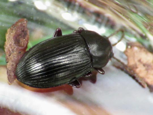 Nalassus dermestoides