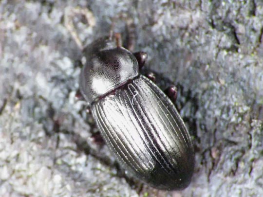 Nalassus dermestoides
