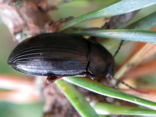 Nalassus dermestoides