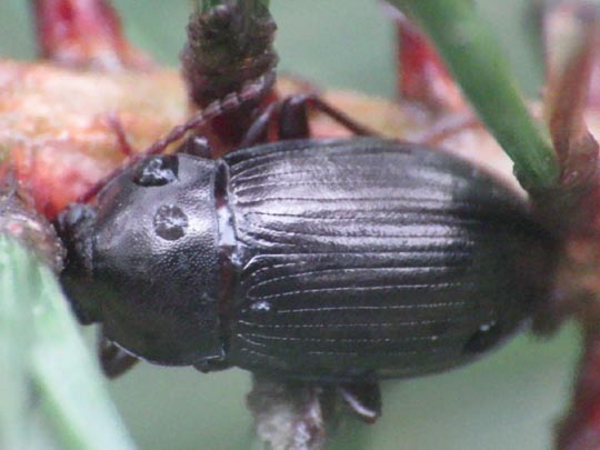 Nalassus dermestoides