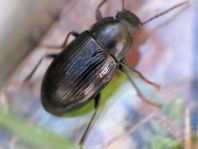 Nalassus dermestoides