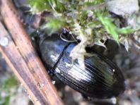 Nalassus dermestoides