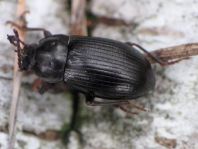 Nalassus dermestoides