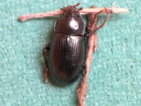 Nalassus dermestoides