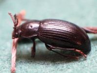 Nalassus dermestoides