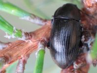 Nalassus dermestoides