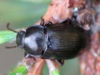 Nalassus dermestoides