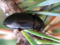 Nalassus dermestoides