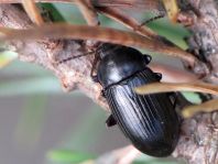 Nalassus dermestoides