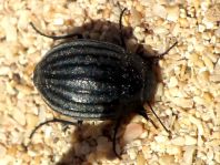 Pimelia lutaria