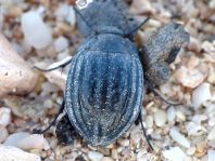 Pimelia lutaria