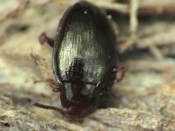 Scaphidema metallicum
