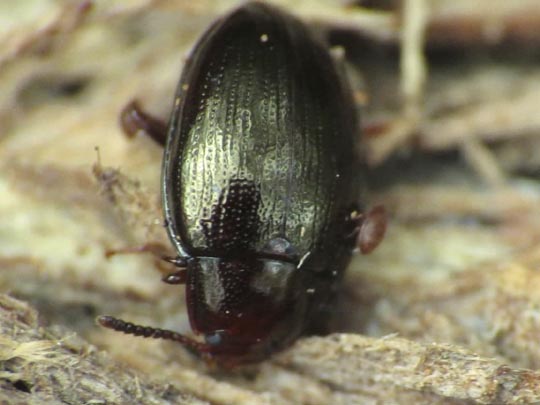 Scaphidema metallicum