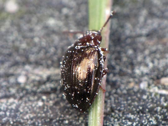 Scaphidema metallicum