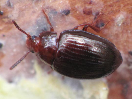 Scaphidema metallicum