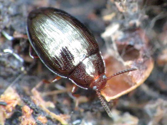 Scaphidema metallicum