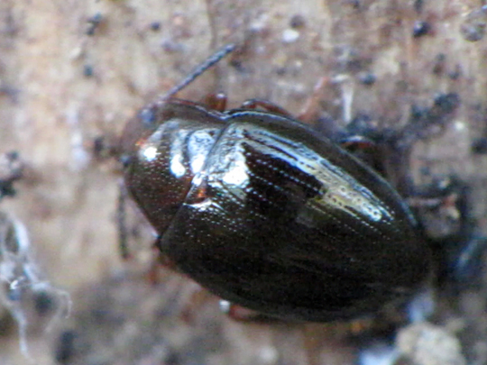 Scaphidema metallicum