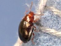 Scaphidema metallicum