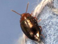 Scaphidema metallicum