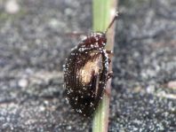 Scaphidema metallicum