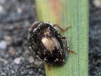 Scaphidema metallicum