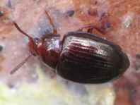 Scaphidema metallicum