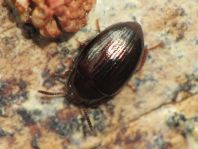 Scaphidema metallicum