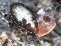 Scaphidema metallicum