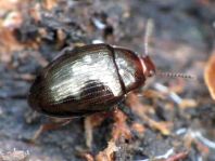 Scaphidema metallicum