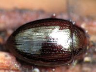 Scaphidema metallicum
