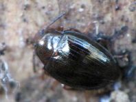Scaphidema metallicum